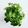Greek Basil Live Plant - Pack of 3 Herbs, 5-8 Inches Tall - Aromatic Culinary Herb for Cooking - Image 1