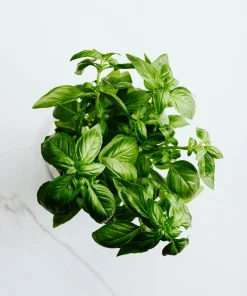 Greek Basil Live Plant - Pack of 3 Herbs, 5-8 Inches Tall - Aromatic Culinary Herb for Cooking - Image 1