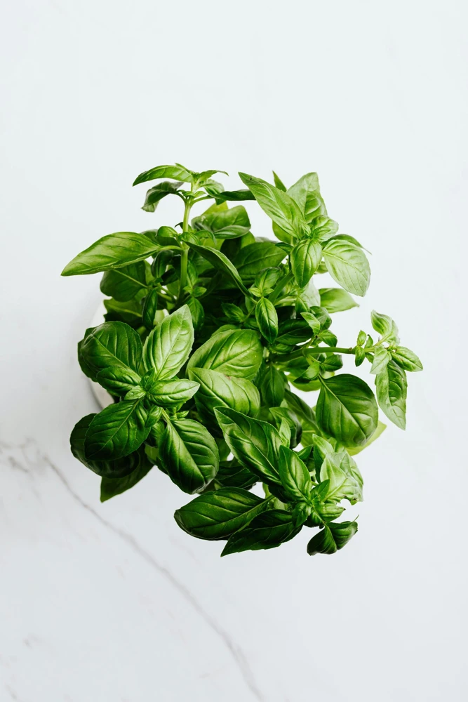 Greek Basil Live Plant - Pack of 3 Herbs, 5-8 Inches Tall - Aromatic Culinary Herb for Cooking - Image 1