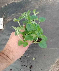 Greek Oregano Live Plants (3-Pack) – 5-8 Inches Tall – Aromatic Herb - Image 2