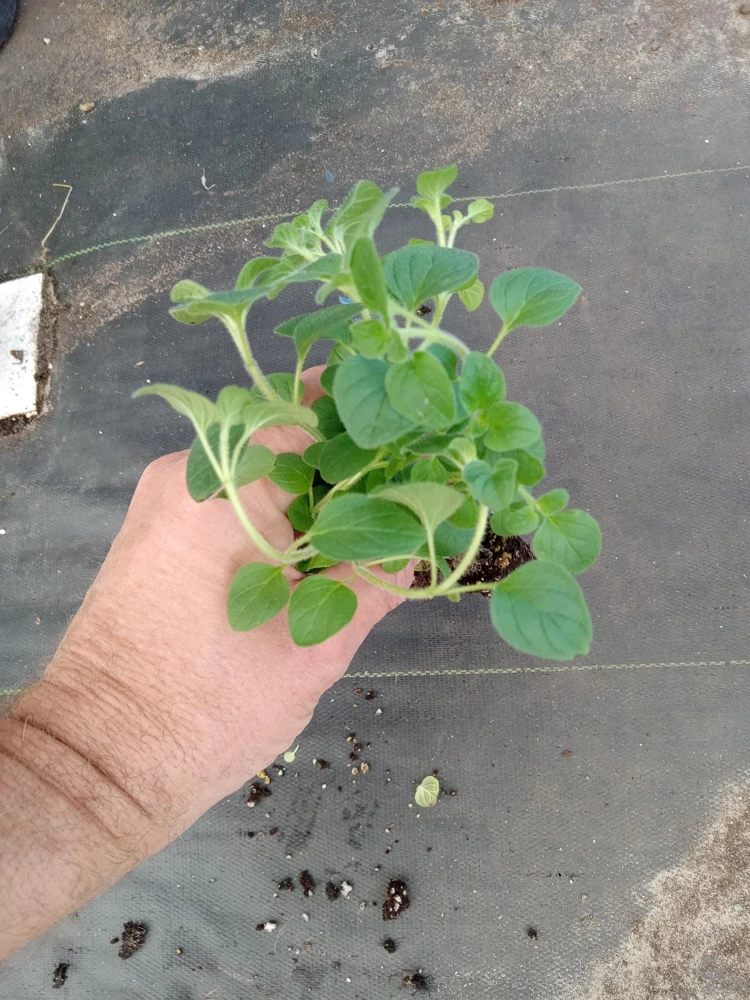 Greek Oregano Live Plants (3-Pack) – 5-8 Inches Tall – Aromatic Herb - Image 2