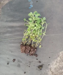 Greek Oregano Live Plants (3-Pack) – 5-8 Inches Tall – Aromatic Herb - Image 3