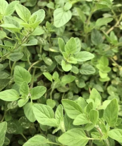 Greek Oregano Live Plants (3-Pack) – 5-8 Inches Tall – Aromatic Herb - Image 4