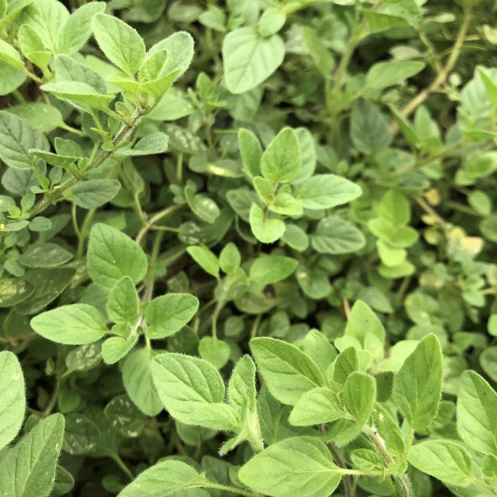 Greek Oregano Live Plants (3-Pack) – 5-8 Inches Tall – Aromatic Herb - Image 4