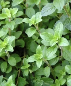 Greek Oregano Live Plants (3-Pack) – 5-8 Inches Tall – Aromatic Herb - Image 5