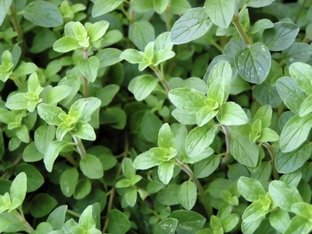 Greek Oregano Live Plants (3-Pack) – 5-8 Inches Tall – Aromatic Herb - Image 5