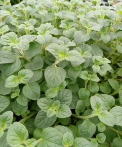 Greek Oregano Live Plants (3-Pack) – 5-8 Inches Tall – Aromatic Herb - Image 6