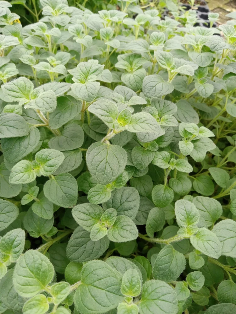 Greek Oregano Live Plants (3-Pack) – 5-8 Inches Tall – Aromatic Herb - Image 6