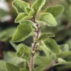 Greek Oregano Live Plants (3-Pack) – 5-8 Inches Tall – Aromatic Herb - Image 1
