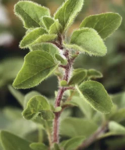Greek Oregano Live Plants (3-Pack) – 5-8 Inches Tall – Aromatic Herb - Image 1