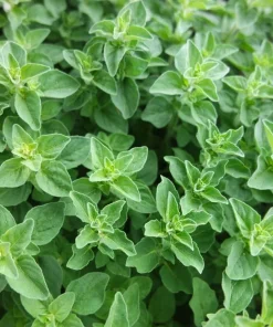 Greek Oregano Live Plants - Set of 3 - 4 to 6 Inch Tall - Indoor & Outdoor Herb - Image 2