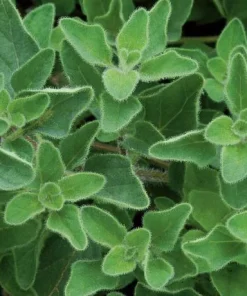 Greek Oregano Live Plants - Set of 3 - 4 to 6 Inch Tall - Indoor & Outdoor Herb - Image 3