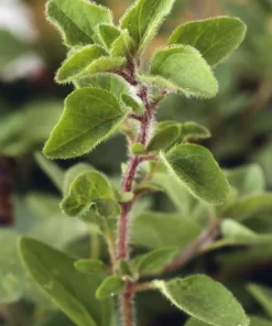 Greek Oregano Live Plants - Set of 3 - 4 to 6 Inch Tall - Indoor & Outdoor Herb - Image 4