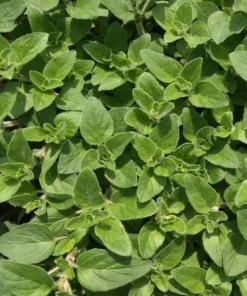 Greek Oregano Live Plants - Set of 3 - 4 to 6 Inch Tall - Indoor & Outdoor Herb - Image 5