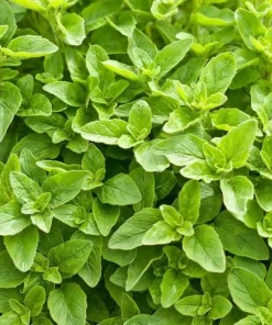 Greek Oregano Live Plants - Set of 3 - 4 to 6 Inch Tall - Indoor & Outdoor Herb - Image 6