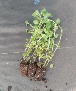 Greek Oregano Live Plants - Set of 3 - 4 to 6 Inch Tall - Indoor & Outdoor Herb - Image 7