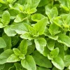 Greek Oregano Live Plants - Set of 3 - 4 to 6 Inch Tall - Indoor & Outdoor Herb - Image 1