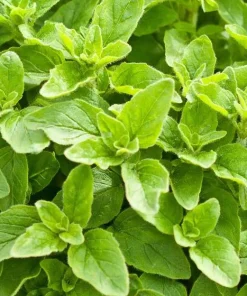 Greek Oregano Live Plants - Set of 3 - 4 to 6 Inch Tall - Indoor & Outdoor Herb - Image 1