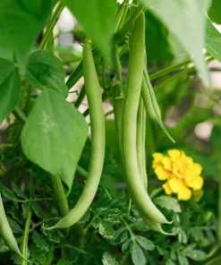 Green Bean Provider Seeds - 40 Count - Phaseolus Vulgaris Vegetable Seeds Outdoor - Image 3
