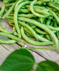 Green Bean Provider Seeds - 40 Count - Phaseolus Vulgaris Vegetable Seeds Outdoor - Image 5