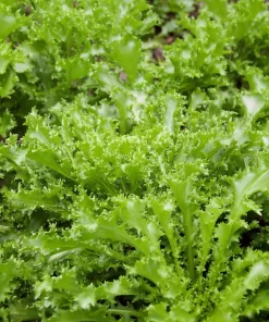 Green Curled Ruffec Endive Seeds - 200 Count - Crisp Leafy Greens for Salads - Image 2