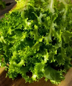 Green Curled Ruffec Endive Seeds - 200 Count - Crisp Leafy Greens for Salads - Image 3