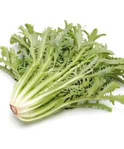 Green Curled Ruffec Endive Seeds - 200 Count - Crisp Leafy Greens for Salads - Image 4
