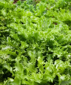 Green Curled Ruffec Endive Seeds - 200 Count - Crisp Leafy Greens for Salads - Image 5