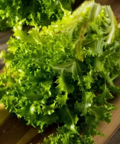 Green Curled Ruffec Endive Seeds - 200 Count - Crisp Leafy Greens for Salads - Image 1