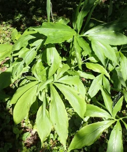 Green Dragon Arum Seeds - Pinellia Pedatisecta - 10 Count - Shade Flower - Image 2