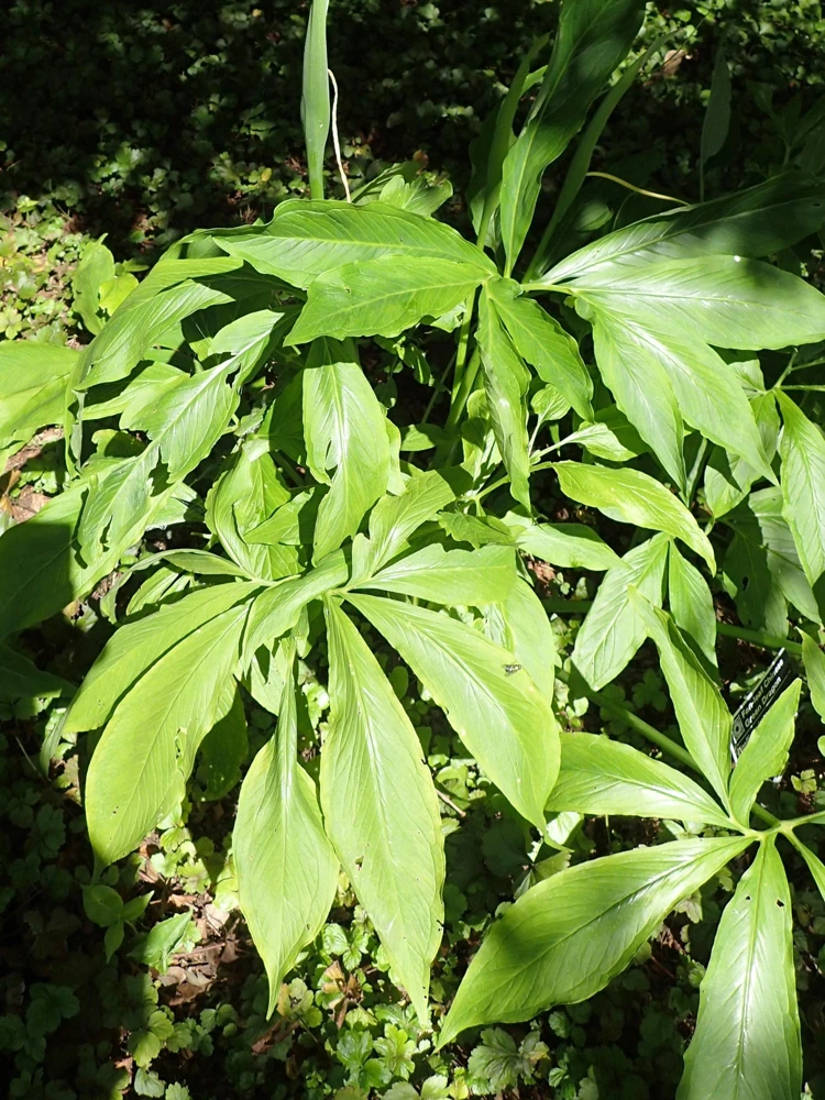 Green Dragon Arum Seeds - Pinellia Pedatisecta - 10 Count - Shade Flower - Image 2