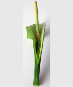 Green Dragon Arum Seeds - Pinellia Pedatisecta - 10 Count - Shade Flower - Image 3
