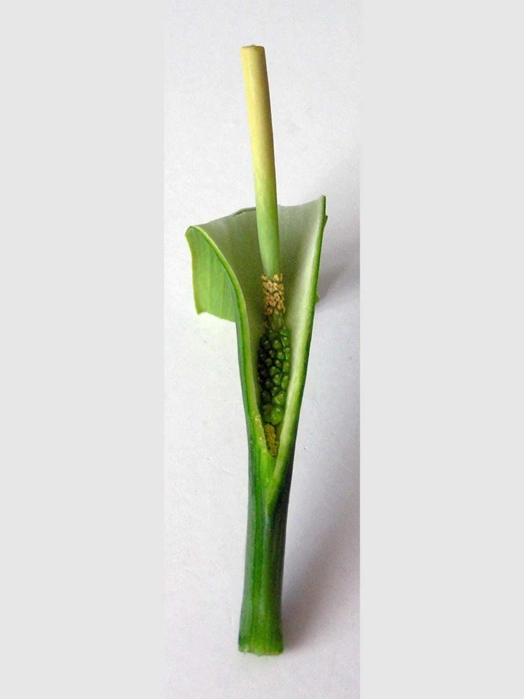 Green Dragon Arum Seeds - Pinellia Pedatisecta - 10 Count - Shade Flower - Image 3