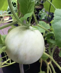Green Flesh Honeydew Melon Seeds - 20 Count - Sweet & Juicy Melons for Gardens - Image 4