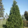 Green Giant Arborvitae Live Plants – 2 Pack, 12-15" Tall, 2.5" Pot – Outdoor Evergreen Privacy Tree - Image 1
