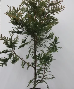 Green Giant Arborvitae Live Tree (Thuja standishii x plicata) - Fast Growing Privacy Screen, 18-24