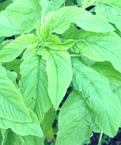 Green Leaf Amaranth Seeds - Amaranthus, 50+ Seed Packet, Edible Greens - Image 1