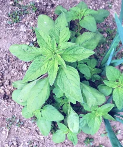Green Leaf Amaranth Seeds - Amaranthus Vegetable Seeds - 50+ Seeds - Image 2