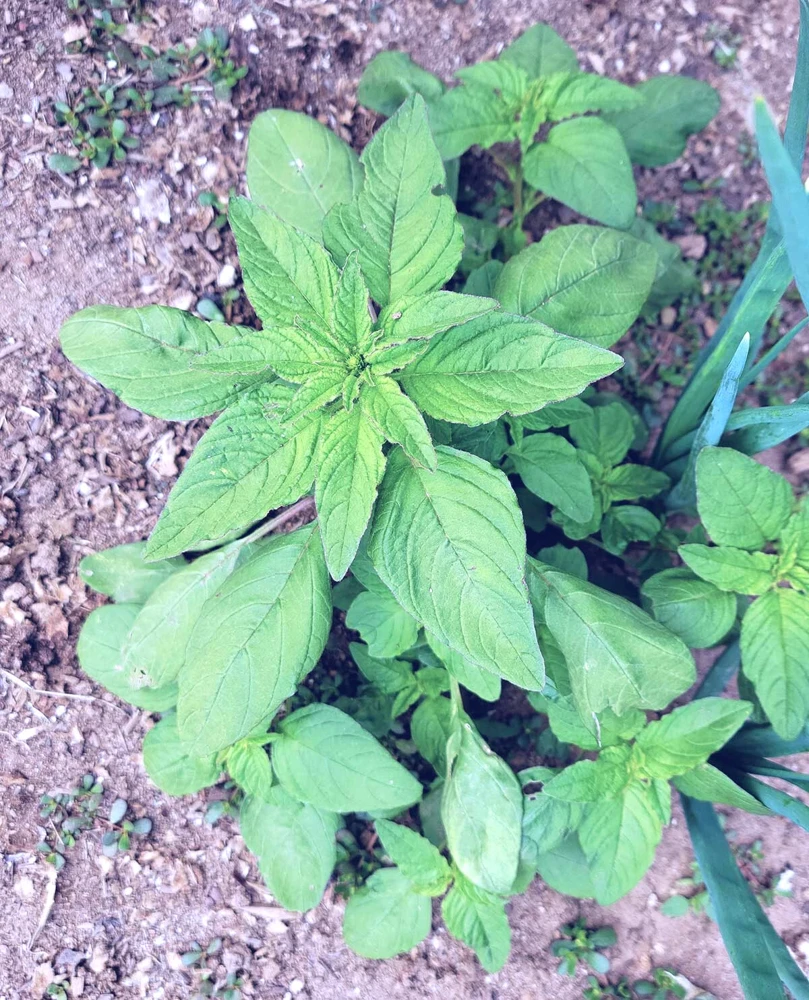 Green Leaf Amaranth Seeds - Amaranthus Vegetable Seeds - 50+ Seeds - Image 2