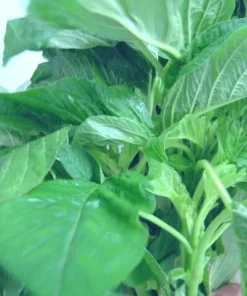 Green Leaf Amaranth Seeds - Amaranthus Vegetable Seeds - 50+ Seeds - Image 3