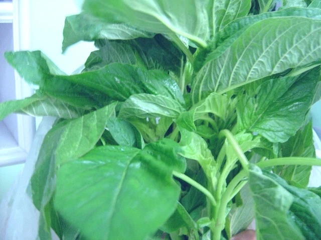 Green Leaf Amaranth Seeds - Amaranthus Vegetable Seeds - 50+ Seeds - Image 3