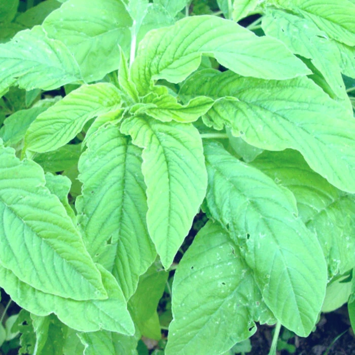 Green Leaf Amaranth Seeds - Amaranthus Vegetable Seeds - 50+ Seeds - Image 1