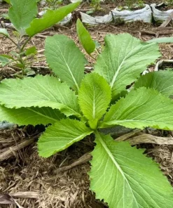 Green Leaf Mustard Seeds for Planting - 20g (2000 Seeds) - Asian Mustard Green - Image 3