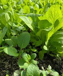 Green Leaf Mustard Seeds for Planting - 20g (2000 Seeds) - Asian Mustard Green - Image 4