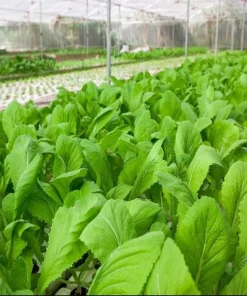 Green Leaf Mustard Seeds for Planting - 20g (2000 Seeds) - Asian Mustard Green - Image 5
