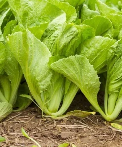 Green Leaf Mustard Seeds for Planting - 20g (2000 Seeds) - Asian Mustard Green - Image 6