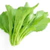 Green Leaf Mustard Seeds for Planting - 20g (2000 Seeds) - Asian Mustard Green - Image 1