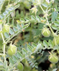 Green Lentil Seeds - 100 Lens Culinaris Vegetable Seeds for Garden - Image 2