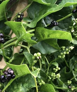 Green Malabar Spinach Live Plants – 2-Pack, 5-9 Inches Tall – Basella Alba – Vines - Image 2