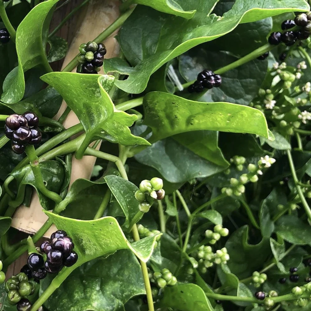 Green Malabar Spinach Live Plants – 2-Pack, 5-9 Inches Tall – Basella Alba – Vines - Image 2